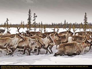 Galloping reindeer herd, Swedish Lapland - Close to Gällivare, a remote town 60 miles inside the Arctic Circle, reindeer run through snow. In most breeds, males and
females have antlers, but lose them at different times
 