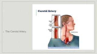The Carotid Artery.
 