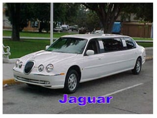 Jaguar 