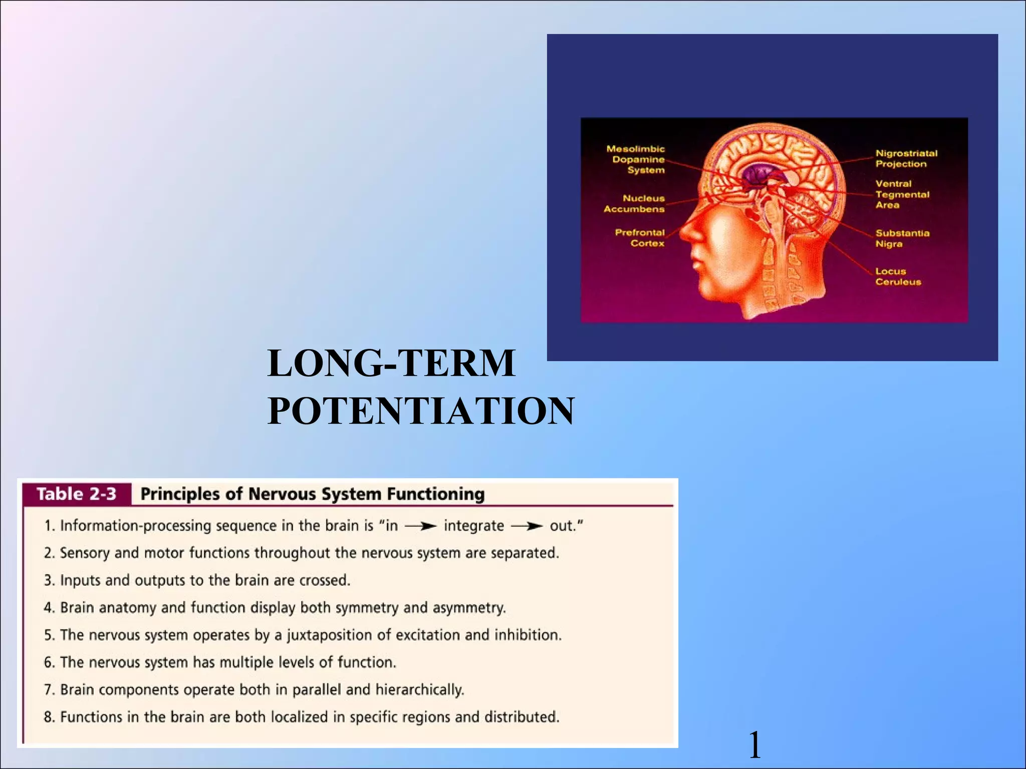 Long Term Potentiation:  Beyond The Textbook Definition - sgikzdm
