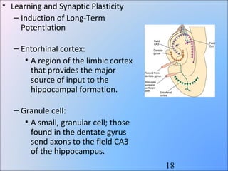 Long term potentiation | PPT
