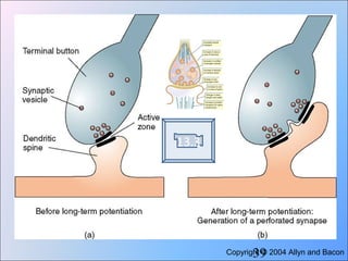 Long term potentiation | PPT