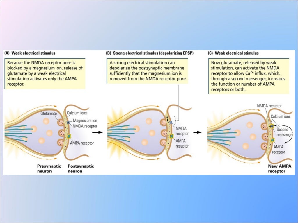 Long term potentiation