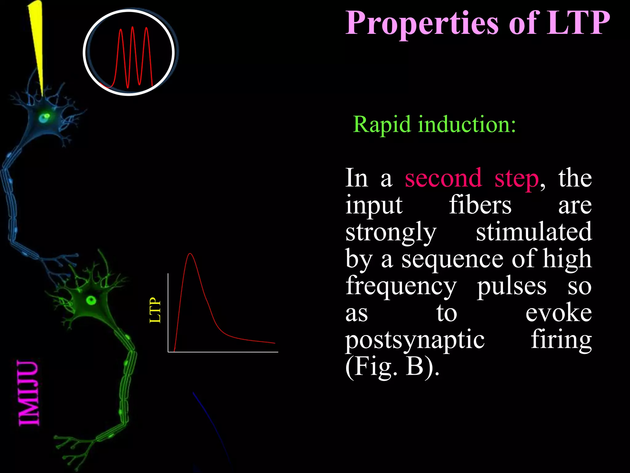 Properties of LTP
In a second step, the
input fibers are
strongly stimulated
by a sequence of high
frequency pulses so
as to evoke
postsynaptic firing
(Fig. B).
Rapid induction:
LTP
 
