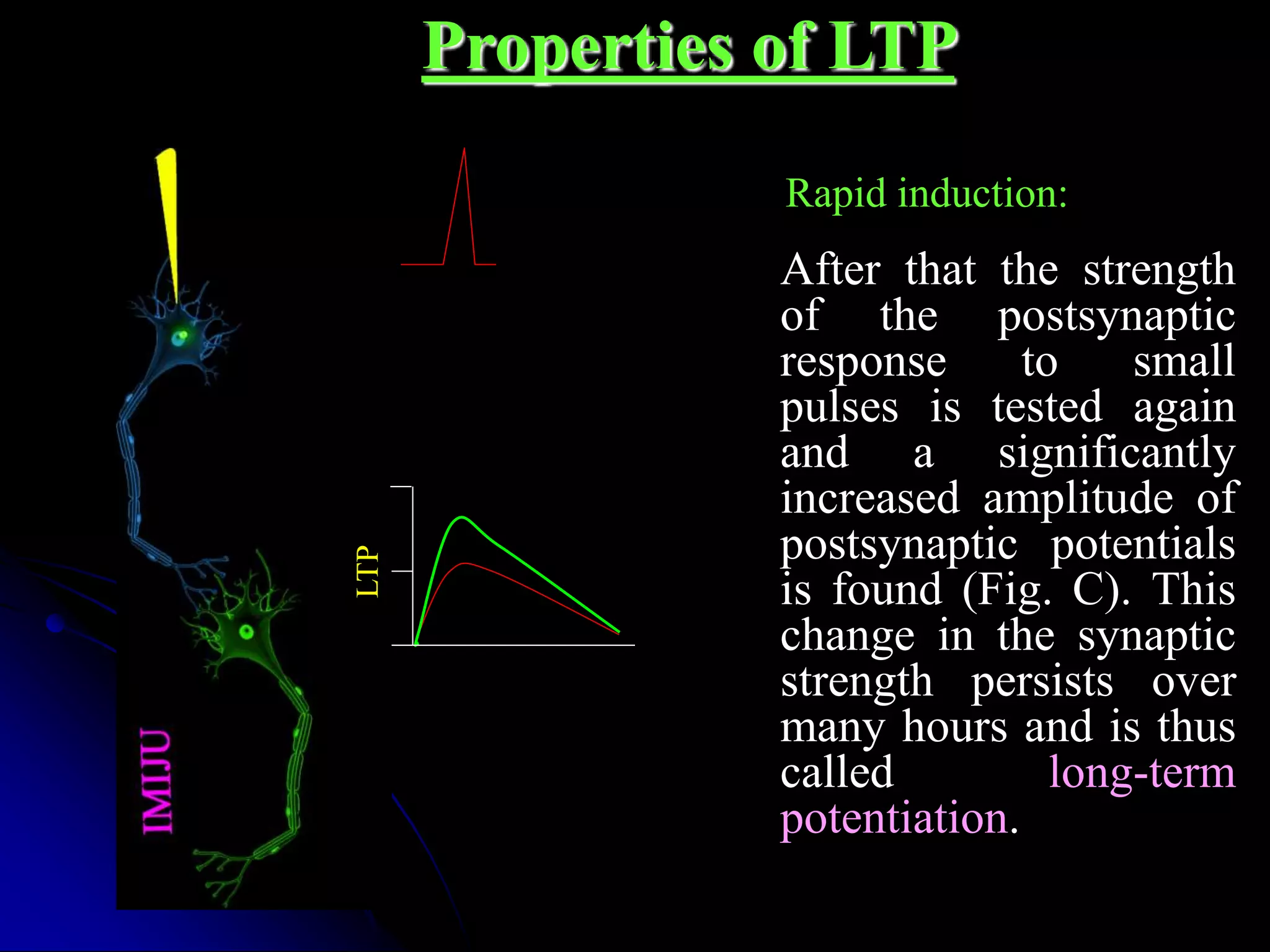 Properties of LTP
After that the strength
of the postsynaptic
response to small
pulses is tested again
and a significantly
increased amplitude of
postsynaptic potentials
is found (Fig. C). This
change in the synaptic
strength persists over
many hours and is thus
called long-term
potentiation.
Rapid induction:
LTP
 