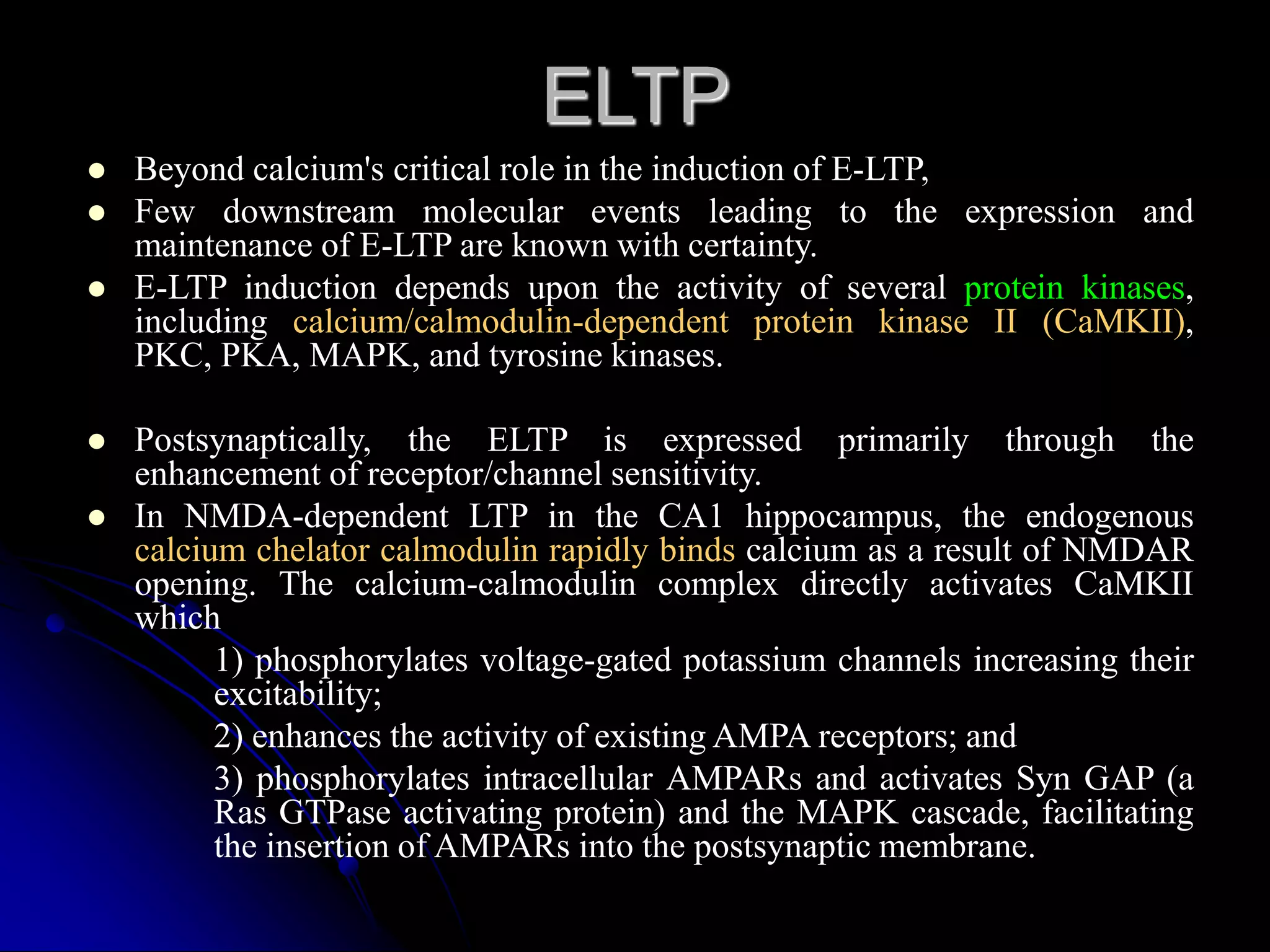 ELTP
 Beyond calcium's critical role in the induction of E-LTP,
 Few downstream molecular events leading to the expression and
maintenance of E-LTP are known with certainty.
 E-LTP induction depends upon the activity of several protein kinases,
including calcium/calmodulin-dependent protein kinase II (CaMKII),
PKC, PKA, MAPK, and tyrosine kinases.
 Postsynaptically, the ELTP is expressed primarily through the
enhancement of receptor/channel sensitivity.
 In NMDA-dependent LTP in the CA1 hippocampus, the endogenous
calcium chelator calmodulin rapidly binds calcium as a result of NMDAR
opening. The calcium-calmodulin complex directly activates CaMKII
which
1) phosphorylates voltage-gated potassium channels increasing their
excitability;
2) enhances the activity of existing AMPA receptors; and
3) phosphorylates intracellular AMPARs and activates Syn GAP (a
Ras GTPase activating protein) and the MAPK cascade, facilitating
the insertion of AMPARs into the postsynaptic membrane.
 