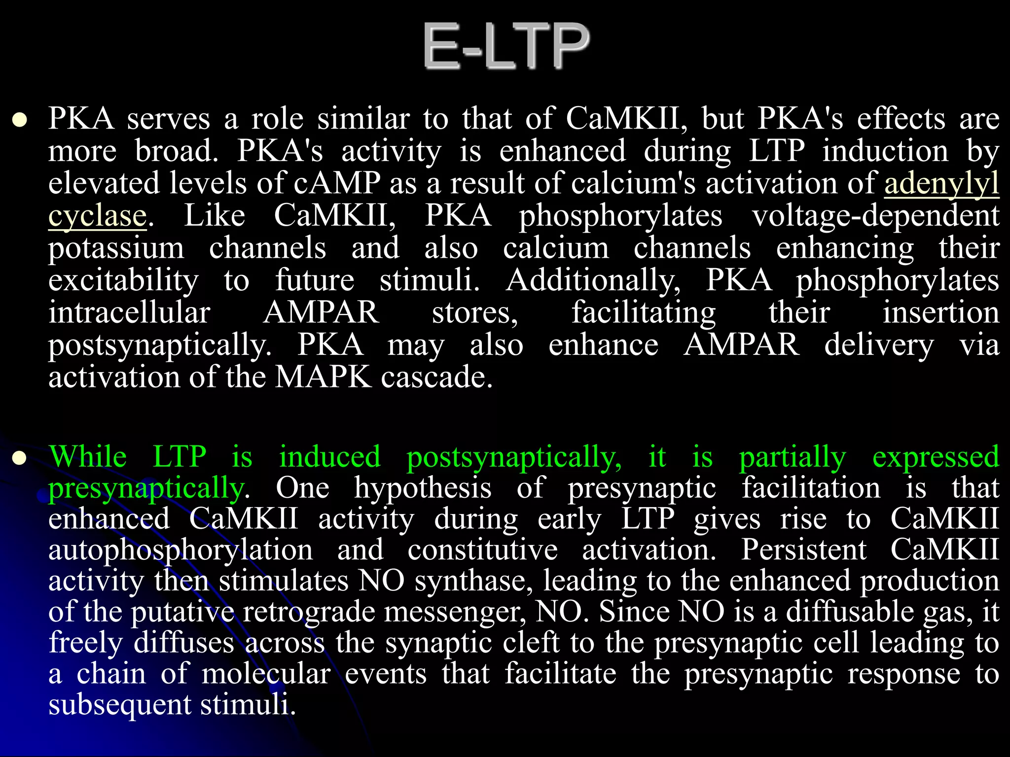 E-LTP
 PKA serves a role similar to that of CaMKII, but PKA's effects are
more broad. PKA's activity is enhanced during LTP induction by
elevated levels of cAMP as a result of calcium's activation of adenylyl
cyclase. Like CaMKII, PKA phosphorylates voltage-dependent
potassium channels and also calcium channels enhancing their
excitability to future stimuli. Additionally, PKA phosphorylates
intracellular AMPAR stores, facilitating their insertion
postsynaptically. PKA may also enhance AMPAR delivery via
activation of the MAPK cascade.
 While LTP is induced postsynaptically, it is partially expressed
presynaptically. One hypothesis of presynaptic facilitation is that
enhanced CaMKII activity during early LTP gives rise to CaMKII
autophosphorylation and constitutive activation. Persistent CaMKII
activity then stimulates NO synthase, leading to the enhanced production
of the putative retrograde messenger, NO. Since NO is a diffusable gas, it
freely diffuses across the synaptic cleft to the presynaptic cell leading to
a chain of molecular events that facilitate the presynaptic response to
subsequent stimuli.
 
