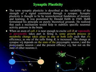 Synaptic Plasticity
 The term synaptic plasticity is described as the variability of the
strength of a signal constituted through a synapse. Synaptic
plasticity is thought to be be neurochemical fundations of memory
and learning. It was postulated by Donald Hebb in 1949. Hebb
formulated his principle on purely theoretical grounds. He realized
that such a mechanism would help to stabilize specific neuronal
activity patterns in the brain.
 When an axon of cell A is near enough to excite cell B or repeatedly
or persistently takes part in firing it, some growth process or
metabolic change takes place in one or both cells such that A's
efficiency, as one of the cells firing B, is increased. The change at
synapse wij depends on the state of the presynaptic neuron j and the
postsynaptic neuron i and the present efficacy wij, but not on the
state of other neurons k.
j i
A B
Wij
A
B
j i
Wij
j
i
Wij
k k
Fig A
Fig B
 