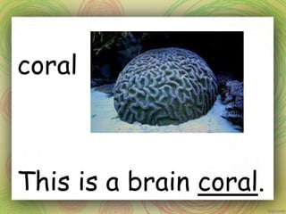 coral
This is a brain coral.
 
