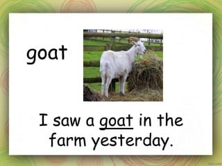 goat
I saw a goat in the
farm yesterday.
 