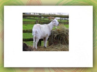 Long and short o words