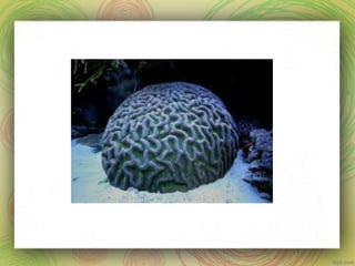 Long and short o words