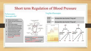 Long and Short term Regulation of Blood Pressure.ppt