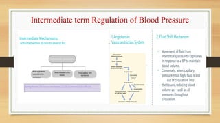 Long and Short term Regulation of Blood Pressure.ppt