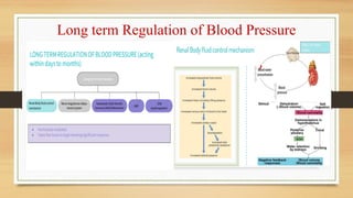Long and Short term Regulation of Blood Pressure.ppt