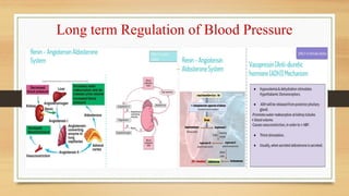 Long and Short term Regulation of Blood Pressure.ppt