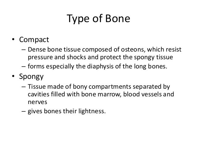 Long bone