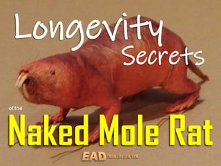 Longevity
of the
Naked Mole Rat
Secrets
 