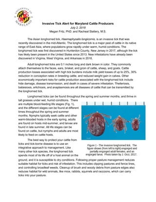 Invasive Tick Alert for Maryland Cattle Producers
July 2, 2018
Megan Fritz, PhD. and Racheal Slattery, M.S.
The Asian longhorned tick, Haemaphysalis longicornis, is an invasive tick that was
recently discovered in the mid-Atlantic. The longhorned tick is a major pest of cattle in its native
range of East Asia, where populations grow rapidly under warm, humid conditions. The
longhorned tick was first discovered in Hunterdon County, New Jersey in 2017, although the tick
has likely been present in the United States since 2013. New infestations have already been
discovered in Virginia, West Virginia, and Arkansas in 2018.
Adult longhorned ticks are 0.1 inches long and dark brown in color. They commonly
attach themselves to the faces, ears, brisket, and groin of cattle, sheep, and goats. Cattle
production losses associated with high tick burdens include milk yield losses of up to 25%, 30%
reduction in conception rates in breeding cattle, and reduced weight gain in calves. Other
economically important risks for cattle production associated with the longhorned tick include
hide damage, disease transmission, and death in cases of severe infestation. Theileriosis,
babesiosis, erlichiosis, and anaplasmosis are all diseases of cattle that can be transmitted by
the longhorned tick.
Longhorned ticks can be found throughout the spring and summer months, and thrive in
tall grasses under wet, humid conditions. There
are multiple blood-feeding life stages (Fig. 1),
and the different stages can be found at different
times throughout the spring and summer
months. Nymphs typically seek cattle and other
warm-blooded hosts in the early spring, adults
are found on hosts mid-summer, and larvae are
found in late summer. All life stages can be
found on cattle, but nymphs and adults are most
likely to feed on cattle hosts.
The best way to protect your cattle from
ticks and tick-borne disease is to use an
integrative approach to management. Like
many other tick species, the longhorned tick
spends most of its life off of a host animal on the
ground, and it is susceptible to dry conditions. Following proper pasture management reduces
suitable habitat for ticks and risk of infestation. This includes clipping pastures and fence lines,
and controlling broadleaf weeds. Cleanup of brush and woody debris from pasture edges also
reduces habitat for wild animals, like mice, rabbits, squirrels and raccoons, which can carry
ticks into your pasture.
 