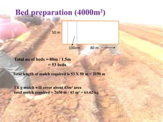 Bed preparation (4000m²)
10
50 m
100cm 80 m
Total no of beds = 80m / 1.5m
= 53 beds
Total length of mulch required is 53 X 50 m = 2650 m
1 k g mulch will cover about 43m² area
total mulch required = 2650 m / 43 m² = 61.62 kg
 