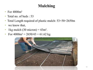 Mulching
• For 4000m²
• Total no. of beds : 53
• Total Length required of plastic mulch: 53×50=2650m
• we know that,
• 1kg mulch (30 micron) = 43m².
• For 4000m² = 2650/43 = 61.62 kg
12
 