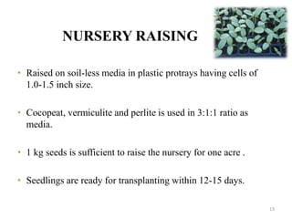 NURSERY RAISING
• Raised on soil-less media in plastic protrays having cells of
1.0-1.5 inch size.
• Cocopeat, vermiculite and perlite is used in 3:1:1 ratio as
media.
• 1 kg seeds is sufficient to raise the nursery for one acre .
• Seedlings are ready for transplanting within 12-15 days.
13
 
