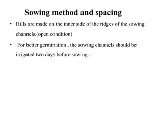 Sowing method and spacing
• Hills are made on the inner side of the ridges of the sowing
channels.(open condition)
• For better germination , the sowing channels should be
irrigated two days before sowing .
 