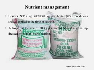 Nutrient management
• Besides N:P:K @ 40:60:40 kg per hectare(open condition)
should applied at the time of sowing.
• Nitrogen at the rate of 20 kg per hectare should also be top
dressed when plant starts bearing.
www.apnikheti.com
 