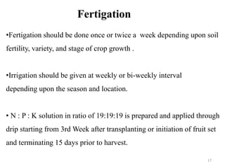 17
•Fertigation should be done once or twice a week depending upon soil
fertility, variety, and stage of crop growth .
•Irrigation should be given at weekly or bi-weekly interval
depending upon the season and location.
• N : P : K solution in ratio of 19:19:19 is prepared and applied through
drip starting from 3rd Week after transplanting or initiation of fruit set
and terminating 15 days prior to harvest.
Fertigation
 