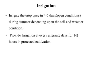 Irrigation
• Irrigate the crop once in 4-5 days(open conditions)
during summer depending upon the soil and weather
condition.
• Provide Irrigation at every alternate days for 1-2
hours in protected cultivation.
 