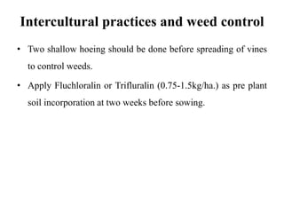 Intercultural practices and weed control
• Two shallow hoeing should be done before spreading of vines
to control weeds.
• Apply Fluchloralin or Trifluralin (0.75-1.5kg/ha.) as pre plant
soil incorporation at two weeks before sowing.
 