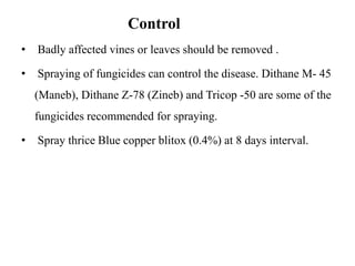 Control
• Badly affected vines or leaves should be removed .
• Spraying of fungicides can control the disease. Dithane M- 45
(Maneb), Dithane Z-78 (Zineb) and Tricop -50 are some of the
fungicides recommended for spraying.
• Spray thrice Blue copper blitox (0.4%) at 8 days interval.
 
