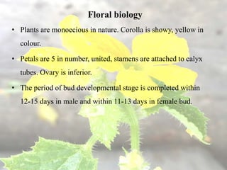 Floral biology
• Plants are monoecious in nature. Corolla is showy, yellow in
colour.
• Petals are 5 in number, united, stamens are attached to calyx
tubes. Ovary is inferior.
• The period of bud developmental stage is completed within
12-15 days in male and within 11-13 days in female bud.
 