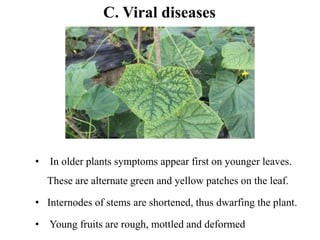 C. Viral diseases
• In older plants symptoms appear first on younger leaves.
These are alternate green and yellow patches on the leaf.
• Internodes of stems are shortened, thus dwarfing the plant.
• Young fruits are rough, mottled and deformed
 