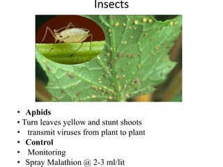 Insects
• Aphids
• Turn leaves yellow and stunt shoots
• transmit viruses from plant to plant
• Control
• Monitoring
• Spray Malathion @ 2-3 ml/lit
 