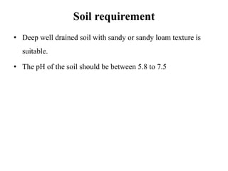 Soil requirement
• Deep well drained soil with sandy or sandy loam texture is
suitable.
• The pH of the soil should be between 5.8 to 7.5
 