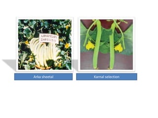 Arka sheetal Karnal selection
 