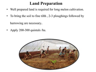 Land Preparation
• Well prepared land is required for long melon cultivation.
• To bring the soil to fine tilth , 2-3 ploughings followed by
harrowing are necessary.
• Apply 200-300 quintals /ha.
 