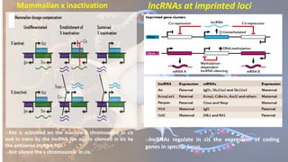 Long non coding RNA lncRNAs | PDF