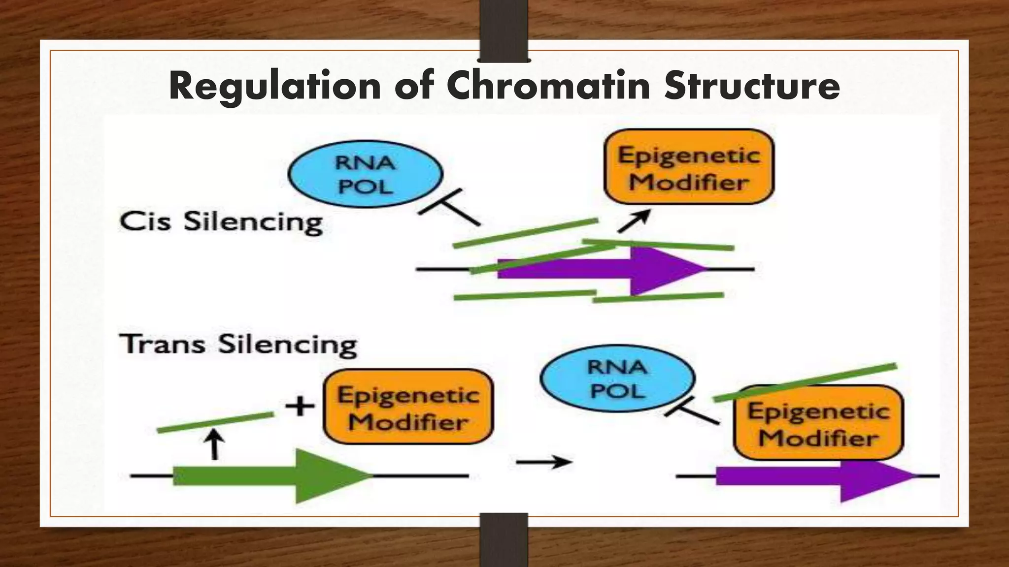 Long non coding rna | PPTX | Biological Sciences | Science