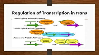 Regulation of Transcription in trans
 