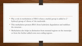 • Play a role in methylation of RNA where a methyl group is added to 2 ‘
hydroxyl group of ribose of the nucleotide .
• This methylation protects RNA from hydrolytic degradation and stabilizes
the structure .
• Methylation also helps in distinction from mutated regions on the transcript
or from the further added extra non coding regions .
 