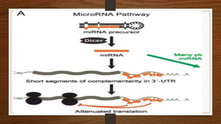 A model for miRNA function
 