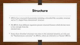 Structure
• tRNAs have structural characteristics including a cloverleaf-like secondary structure
and an ‘L’-shaped three-dimensional structure.
• Mt tRNAs from different organisms present structural features which deviate more
or less strongly from the
classical ones.
• Some show cloverleaf structures very close to the canonical situation, as is the case
for "Saccharomyces cerevisiae" mt tRNAs, others are referred to as ‘bizarre’ tRNAs.
 