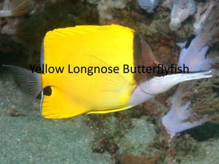 Yellow Longnose Butterflyfish
 