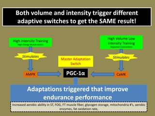 High Intensity Training
High Energy Muscle Action
High Volume Low
intensity Training
Repeated Contractions
AMPK CaMKPGC-1α
Increased aerobic ability in ST, FOG, FT muscle fiber, glycogen storage, mitochondria #’s, aerobic
enzymes, fat oxidation rate,
Master Adaptation
Switch
Adaptations triggered that improve
endurance performance
Both volume and intensity trigger different
adaptive switches to get the SAME result!
Stimulates Stimulates
 