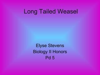 Long Tailed Weasel Elyse Stevens Biology II Honors Pd 5 