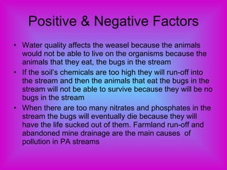 Positive & Negative Factors Water quality affects the weasel because the animals would not be able to live on the organisms because the animals that they eat, the bugs in the stream If the soil’s chemicals are too high they will run-off into the stream and then the animals that eat the bugs in the stream will not be able to survive because they will be no bugs in the stream When there are too many nitrates and phosphates in the stream the bugs will eventually die because they will have the life sucked out of them. Farmland run-off and abandoned mine drainage are the main causes  of pollution in PA streams 