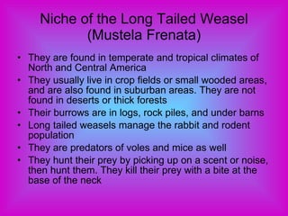 Niche of the Long Tailed Weasel (Mustela Frenata) They are found in temperate and tropical climates of North and Central America They usually live in crop fields or small wooded areas, and are also found in suburban areas. They are not found in deserts or thick forests Their burrows are in logs, rock piles, and under barns Long tailed weasels manage the rabbit and rodent population They are predators of voles and mice as well They hunt their prey by picking up on a scent or noise, then hunt them. They kill their prey with a bite at the base of the neck 