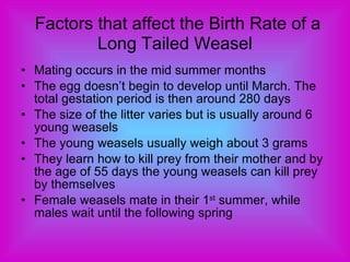 Factors that affect the Birth Rate of a Long Tailed Weasel Mating occurs in the mid summer months The egg doesn’t begin to develop until March. The total gestation period is then around 280 days The size of the litter varies but is usually around 6 young weasels The young weasels usually weigh about 3 grams They learn how to kill prey from their mother and by the age of 55 days the young weasels can kill prey by themselves Female weasels mate in their 1 st  summer, while males wait until the following spring 